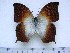  (Charaxes fulvescens marialuisae - BC-Turl-0246)  @14 [ ] Unspecified (default): All Rights Reserved  Unspecified Unspecified