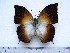  (Charaxes acuminatus stonehamiana - BC-Turl-0254)  @13 [ ] Unspecified (default): All Rights Reserved  Unspecified Unspecified