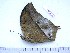  (Charaxes acuminatus teitensis - BC-Turl-0256)  @12 [ ] Unspecified (default): All Rights Reserved  Unspecified Unspecified