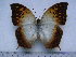  (Charaxes acuminatus usambarensis - BC-Turl-0258)  @13 [ ] Unspecified (default): All Rights Reserved  Unspecified Unspecified