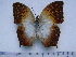  (Charaxes acuminatus rondonis - BC-Turl-0259)  @13 [ ] Unspecified (default): All Rights Reserved  Unspecified Unspecified
