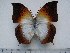  (Charaxes acuminatus thiryi - BC-Turl-0260)  @14 [ ] Unspecified (default): All Rights Reserved  Unspecified Unspecified