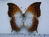  ( - BC-Turl-0262)  @11 [ ] Unspecified (default): All Rights Reserved  Unspecified Unspecified