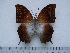 ( - BC-Turl-0263)  @13 [ ] Unspecified (default): All Rights Reserved  Unspecified Unspecified
