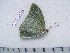  (Charaxes dilutus veneris - BC-Turl-0274)  @12 [ ] Unspecified (default): All Rights Reserved  Unspecified Unspecified