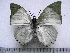  (Charaxes dilutus dilutus - BC-Turl-0279)  @14 [ ] Unspecified (default): All Rights Reserved  Unspecified Unspecified
