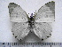  (Charaxes subornatus subornatus - BC-Turl-0281)  @14 [ ] Unspecified (default): All Rights Reserved  Unspecified Unspecified