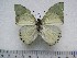  (Charaxes dilutus kasitu - BC-Turl-0285)  @13 [ ] Unspecified (default): All Rights Reserved  Unspecified Unspecified
