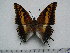  (Charaxes saturnus - BC-Turl-0301)  @13 [ ] Unspecified (default): All Rights Reserved  Unspecified Unspecified