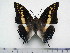  (Charaxes castor flavifasciatus - BC-Turl-0307)  @13 [ ] Unspecified (default): All Rights Reserved  Unspecified Unspecified
