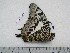  (Charaxes castor comoranus - BC-Turl-0308)  @12 [ ] Unspecified (default): All Rights Reserved  Unspecified Unspecified