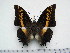  ( - BC-Turl-0309)  @11 [ ] Unspecified (default): All Rights Reserved  Unspecified Unspecified