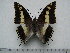  (Charaxes hansali hansali - BC-Turl-0312)  @13 [ ] Unspecified (default): All Rights Reserved  Unspecified Unspecified