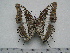  (Charaxes hansali yemeni - BC-Turl-0314)  @11 [ ] Unspecified (default): All Rights Reserved  Unspecified Unspecified