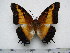  (Charaxes pollux annamariae - BC-Turl-0325)  @11 [ ] Unspecified (default): All Rights Reserved  Unspecified Unspecified