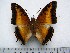  (Charaxes pollux gazanus - BC-Turl-0327)  @11 [ ] Unspecified (default): All Rights Reserved  Unspecified Unspecified