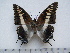  (Charaxes achaemenes atlantica - BC-Turl-0367)  @14 [ ] Unspecified (default): All Rights Reserved  Unspecified Unspecified