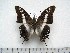  (Charaxes achaemenes monticola - BC-Turl-0369)  @13 [ ] Unspecified (default): All Rights Reserved  Unspecified Unspecified