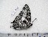  (Charaxes tavetensis tavetensis - BC-Turl-0374)  @12 [ ] Unspecified (default): All Rights Reserved  Unspecified Unspecified