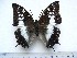  (Charaxes viossati - BC-Turl-0378)  @14 [ ] Unspecified (default): All Rights Reserved  Unspecified Unspecified