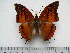  (Charaxes lasti - BC-Turl-0395)  @14 [ ] Unspecified (default): All Rights Reserved  Unspecified Unspecified