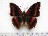  (Charaxes lucretius maximus - BC-Turl-0403)  @14 [ ] Unspecified (default): All Rights Reserved  Unspecified Unspecified