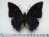  (Charaxes tiridates tiridates - BC-Turl-0408)  @13 [ ] Unspecified (default): All Rights Reserved  Unspecified Unspecified
