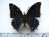  (Charaxes tiridates marginatus - BC-Turl-0410)  @13 [ ] Unspecified (default): All Rights Reserved  Unspecified Unspecified