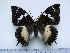  (Charaxes xiphares xiphares - BC-Turl-0424)  @14 [ ] Unspecified (default): All Rights Reserved  Unspecified Unspecified