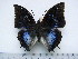  (Charaxes xiphares thyestes - BC-Turl-0425)  @12 [ ] Unspecified (default): All Rights Reserved  Unspecified Unspecified