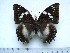  (Charaxes xiphares staudei - BC-Turl-0426)  @13 [ ] Unspecified (default): All Rights Reserved  Unspecified Unspecified