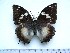  (Charaxes xiphares walwandi - BC-Turl-0427)  @13 [ ] Unspecified (default): All Rights Reserved  Unspecified Unspecified