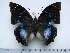 (Charaxes xiphares brevicaudatus - BC-Turl-0428)  @12 [ ] Unspecified (default): All Rights Reserved  Unspecified Unspecified