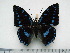  (Charaxes ameliae doumeti - BC-Turl-0439)  @14 [ ] Unspecified (default): All Rights Reserved  Unspecified Unspecified