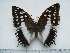  (Charaxes ameliae ameliae - BC-Turl-0440)  @14 [ ] Unspecified (default): All Rights Reserved  Unspecified Unspecified