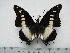  (Charaxes nobilis - BC-Turl-0449)  @14 [ ] Unspecified (default): All Rights Reserved  Unspecified Unspecified
