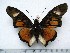  (Charaxes - BC-Turl-0452)  @16 [ ] Unspecified (default): All Rights Reserved  Unspecified Unspecified