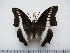 (Charaxes hildebrandti gillesi - BC-Turl-0462)  @14 [ ] Unspecified (default): All Rights Reserved  Unspecified Unspecified