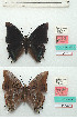  ( - BC-EV1132)  @11 [ ] Unspecified (default): All Rights Reserved  Unspecified Unspecified