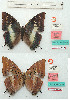  (Charaxes berkeleyi marci - BC-EV1133)  @11 [ ] Unspecified (default): All Rights Reserved  Unspecified Unspecified