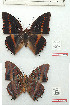  ( - BC-EV1141)  @11 [ ] Unspecified (default): All Rights Reserved  Unspecified Unspecified
