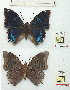  (Charaxes mixtus tanzanicus - BC-EV1147)  @11 [ ] Unspecified (default): All Rights Reserved  Unspecified Unspecified