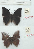  ( - BC-EV1168)  @11 [ ] Unspecified (default): All Rights Reserved  Unspecified Unspecified