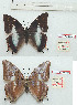  ( - BC-EV1169)  @11 [ ] Unspecified (default): All Rights Reserved  Unspecified Unspecified