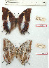  ( - BC-EV1202)  @11 [ ] Unspecified (default): All Rights Reserved  Unspecified Unspecified