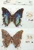  ( - BC-EV1205)  @11 [ ] Unspecified (default): All Rights Reserved  Unspecified Unspecified