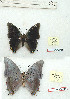  ( - BC-EV1240)  @11 [ ] Unspecified (default): All Rights Reserved  Unspecified Unspecified