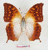  ( - BC-EV1283)  @11 [ ] Unspecified (default): All Rights Reserved  Unspecified Unspecified
