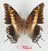  (Charaxes achaemenes achaemenes - BC-EV1284)  @15 [ ] Unspecified (default): All Rights Reserved  Unspecified Unspecified