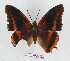  (Charaxes eudoxus raffaellae - BC-EV1302)  @11 [ ] Unspecified (default): All Rights Reserved  Unspecified Unspecified